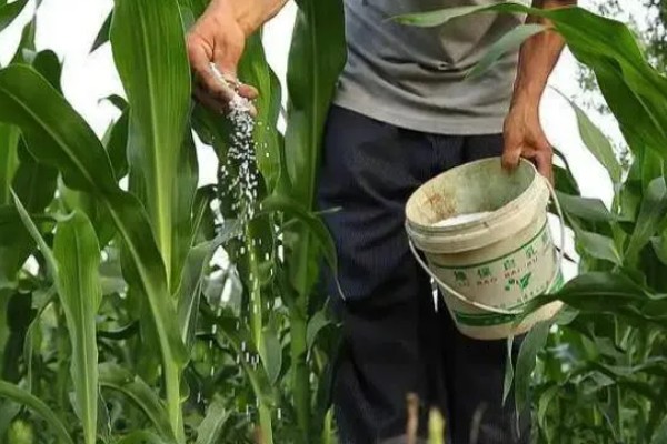 玉米的打顶时间,完成扬花授粉后去掉植株头部