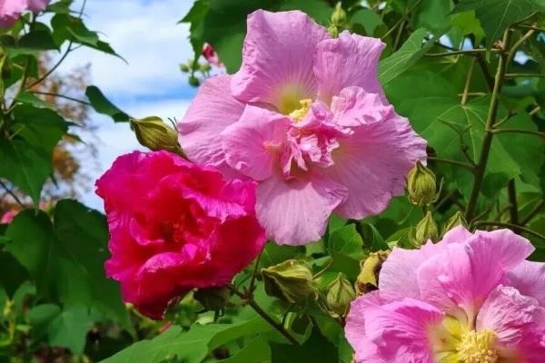 芙蓉花病虫害的防治方法,不同病虫害的防治方法不同