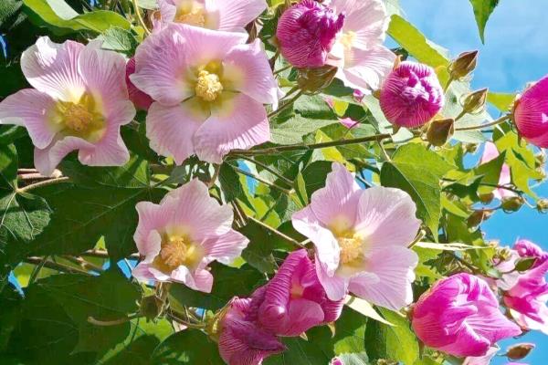 芙蓉花病虫害的防治方法,不同病虫害的防治方法不同