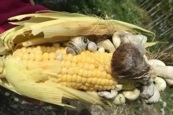 玉米中间腐烂的原因,可能是患有玉米青枯病