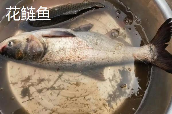 花鲢鱼能养殖吗，是可以养殖的