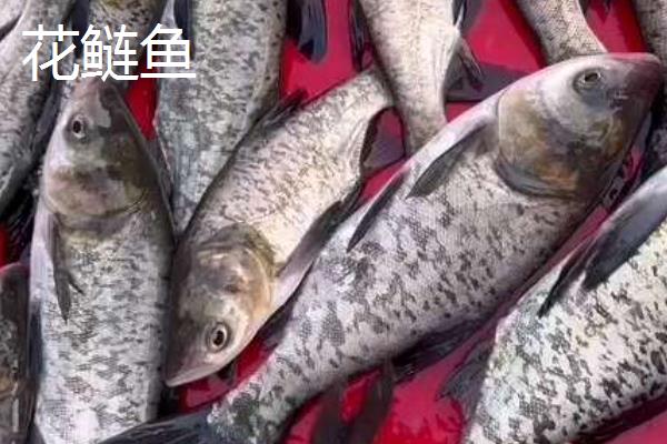 花鲢鱼能养殖吗，是可以养殖的