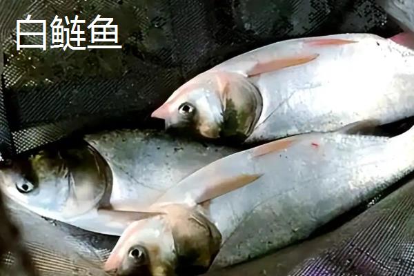 花鲢鱼能养殖吗，是可以养殖的