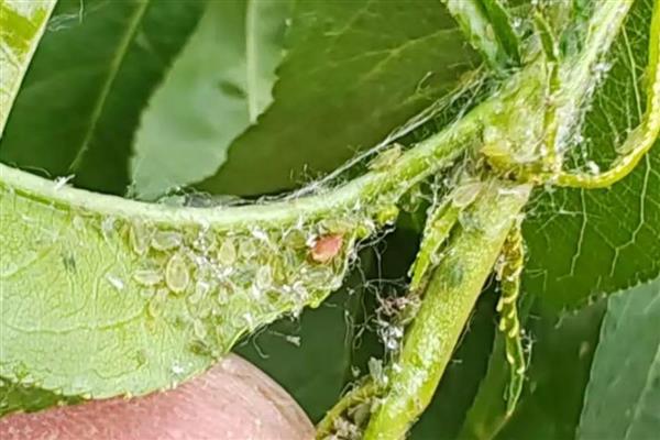 蚜虫简介,属于半翅目的害虫