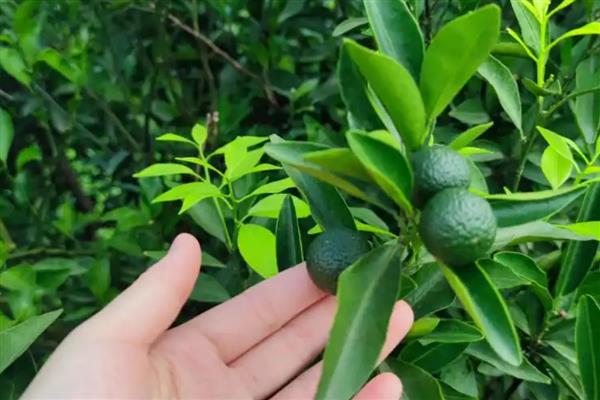 怎样让柑橘幼树多抽稍,要适当的施加有机肥