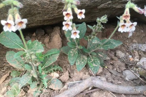 地黄简介，是多年生草本植物