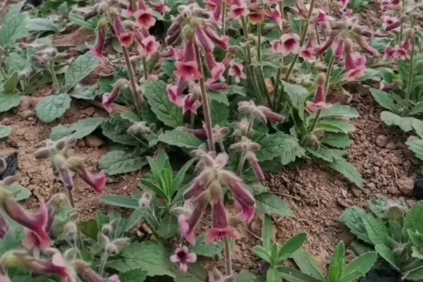 地黄简介，是多年生草本植物