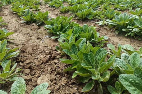 地黄简介，是多年生草本植物