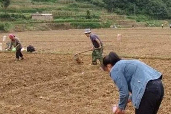 地黄简介，是多年生草本植物