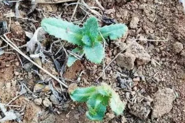 地黄简介，是多年生草本植物