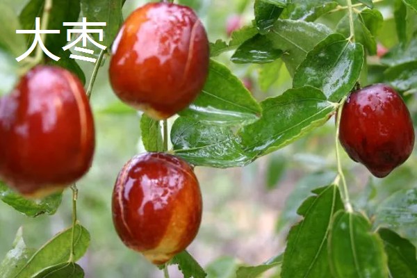 干鲜果品有哪些，有无花果、杏等