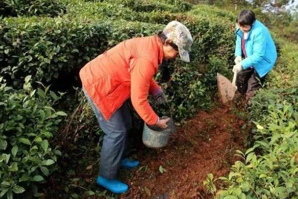 种植无公害茶树的注意事项，冬季要施用一次基肥