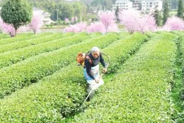 种植无公害茶树的注意事项，冬季要施用一次基肥