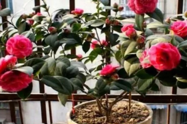 种植无公害茶树的注意事项，冬季要施用一次基肥