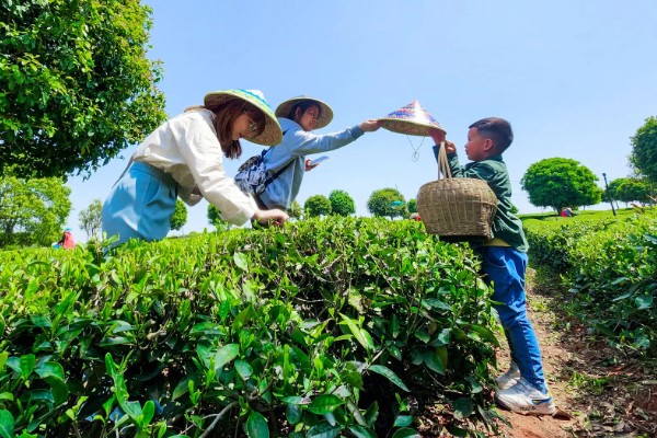 种植无公害茶树的注意事项，冬季要施用一次基肥