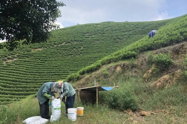种植无公害茶树的注意事项，冬季要施用一次基肥