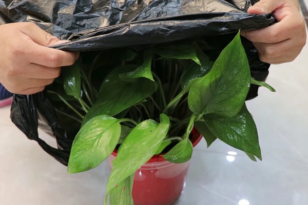 出远门如何处理家里的绿植，离开前要对植物套袋浇水