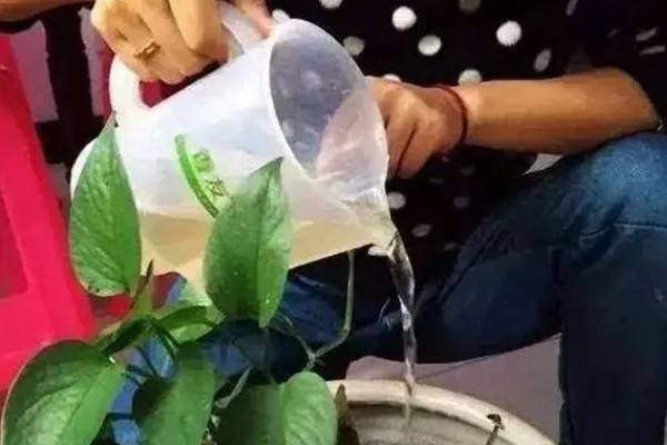 出远门如何处理家里的绿植，离开前要对植物套袋浇水