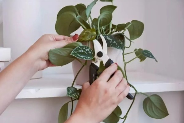 出远门如何处理家里的绿植，离开前要对植物套袋浇水