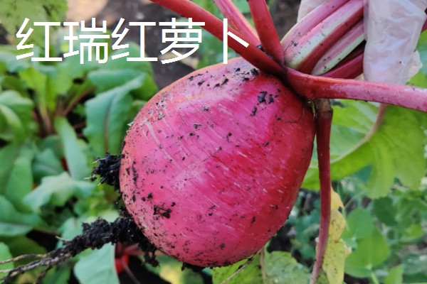 红萝卜六月份种行吗,红萝卜六月份可以种植