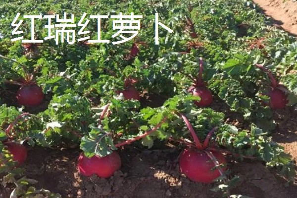 红萝卜六月份种行吗,红萝卜六月份可以种植