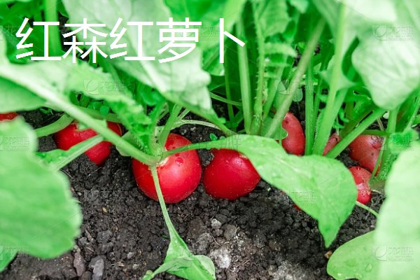 红萝卜六月份种行吗,红萝卜六月份可以种植