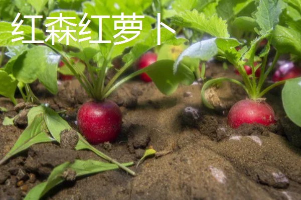 红萝卜六月份种行吗,红萝卜六月份可以种植