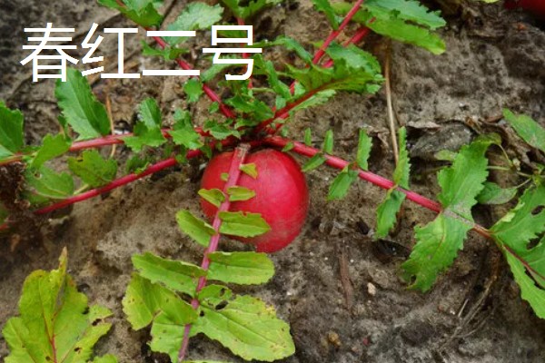红萝卜六月份种行吗,红萝卜六月份可以种植