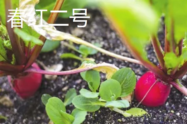 红萝卜六月份种行吗,红萝卜六月份可以种植