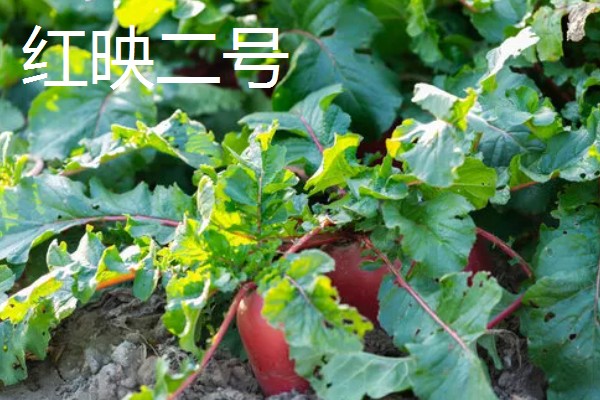 红萝卜六月份种行吗,红萝卜六月份可以种植
