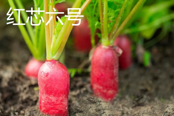 红萝卜六月份种行吗,红萝卜六月份可以种植
