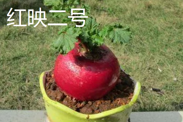 红萝卜六月份种行吗,红萝卜六月份可以种植