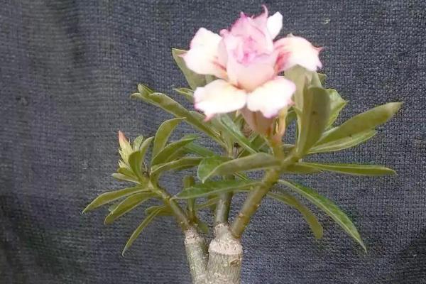 买回来的沙漠玫瑰怎么处理，种植前用多菌灵溶液浸泡消毒