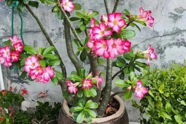 买回来的沙漠玫瑰怎么处理，种植前用多菌灵溶液浸泡消毒