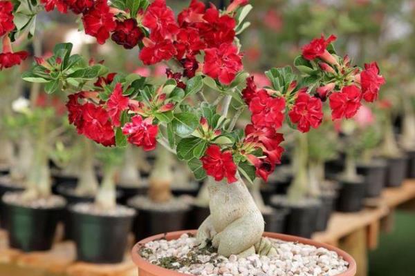 买回来的沙漠玫瑰怎么处理，种植前用多菌灵溶液浸泡消毒