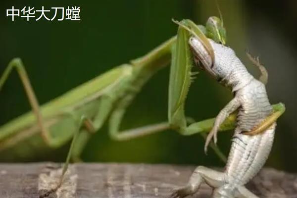螳螂吃掉配偶的原因,可能是处于饥饿状态