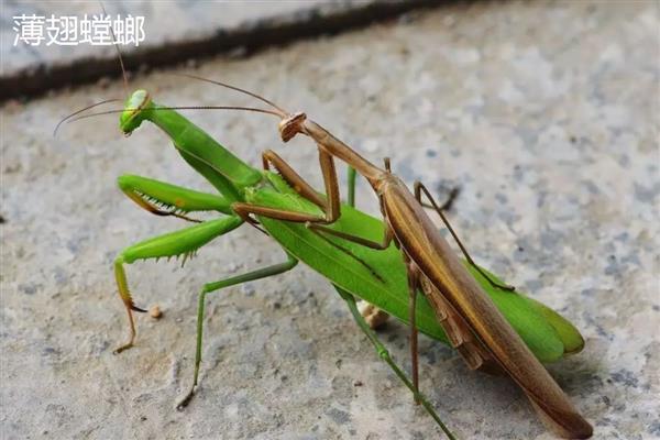 螳螂吃掉配偶的原因,可能是处于饥饿状态