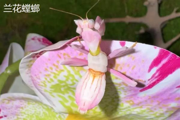 螳螂吃掉配偶的原因,可能是处于饥饿状态