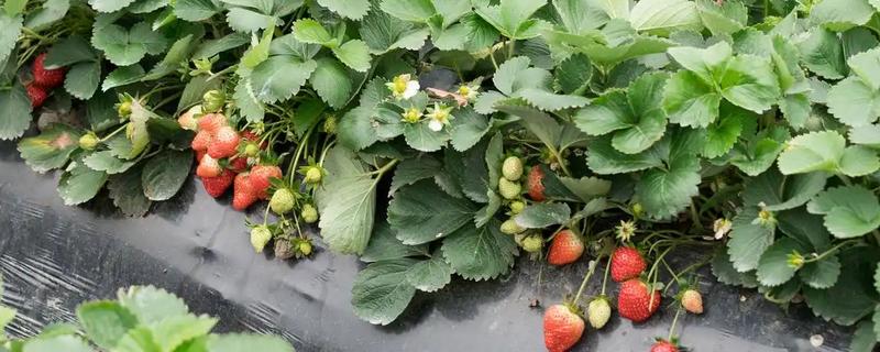 草莓的种植方式，果实膨大期追施专用肥