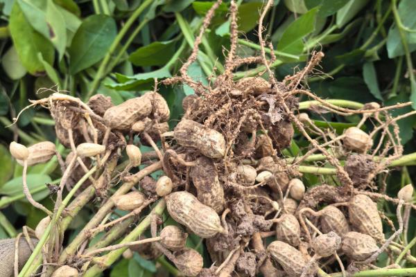 适合河北种植的花生品种，有冀花8号、豫花15号等