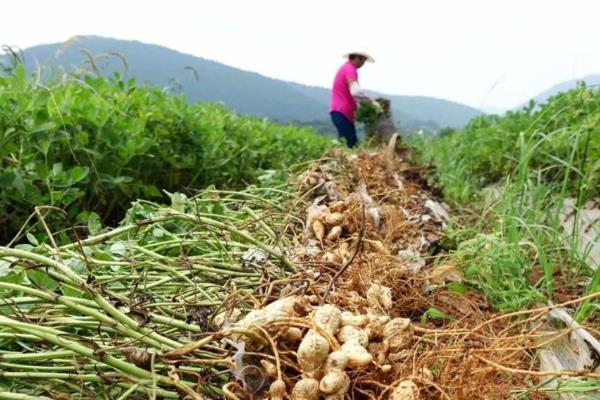 适合河北种植的花生品种，有冀花8号、豫花15号等