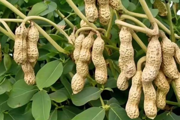 适合河北种植的花生品种，有冀花8号、豫花15号等