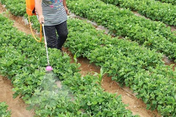 适合河北种植的花生品种，有冀花8号、豫花15号等