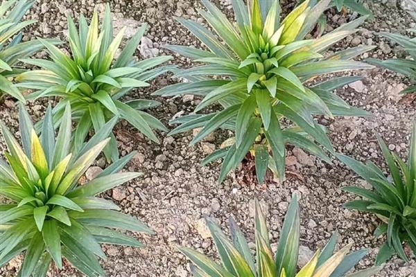 百合的种植方法,掩埋种球时使顶芽露在土外