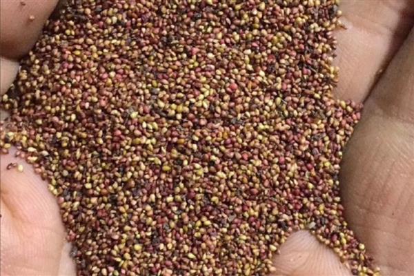 草莓的种植方式，果实膨大期追施专用肥