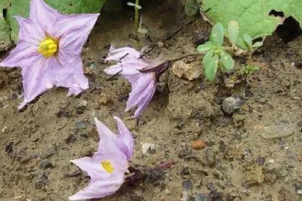 茄子为什么会落花,缺少阳光、未人工授粉都是常见原因