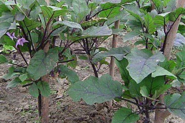 茄子为什么会落花,缺少阳光、未人工授粉都是常见原因
