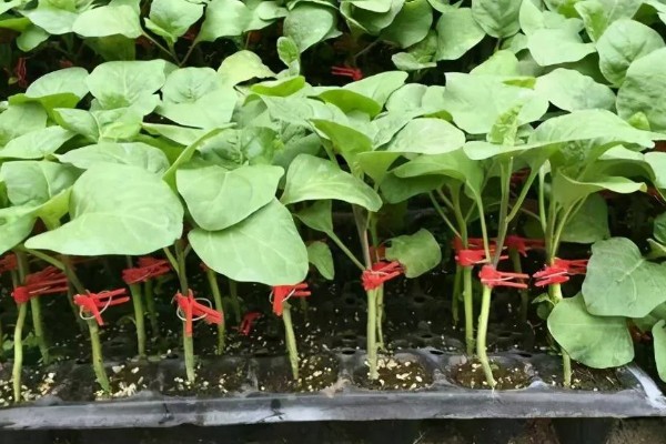 茄子为什么会落花,缺少阳光、未人工授粉都是常见原因