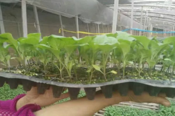 茄子为什么会落花,缺少阳光、未人工授粉都是常见原因