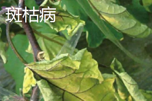茄子为什么会落花,缺少阳光、未人工授粉都是常见原因